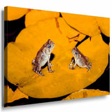 Frosche Gelb Leinwandbild AK Art Bilder Mehrfarbig Kunstdruck XXL Wandbild TOP