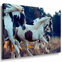 Wilde Pferde Weis Braun Leinwandbild AK Art Bilder Mehrfarbig Kunstdruck TOP XXL