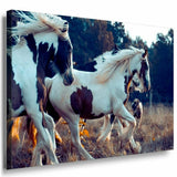 Wilde Pferde Weis Braun Leinwandbild AK Art Bilder Mehrfarbig Kunstdruck TOP XXL