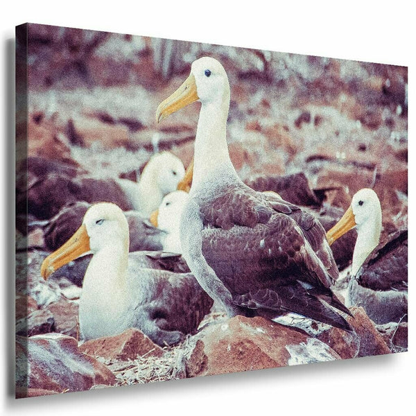 Vogel Steine Leinwandbild AK Art Bilder Mehrfarbig Kunstdruck Wandbild Wanddeko