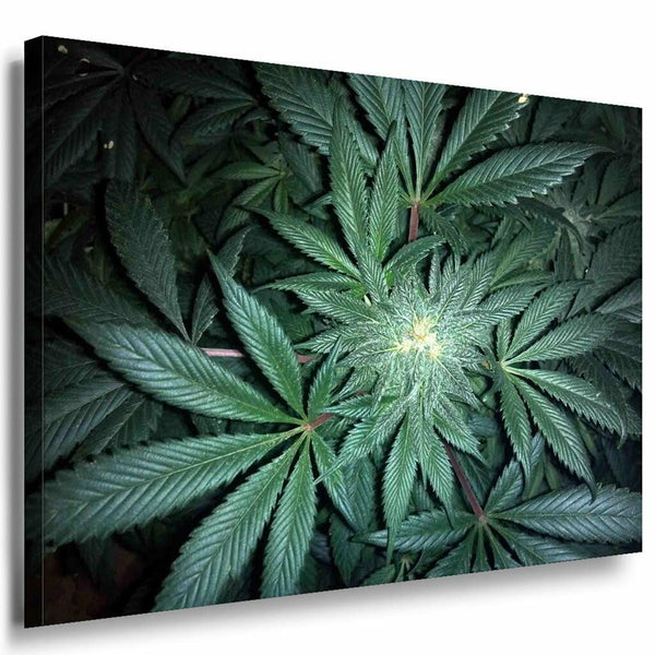 Hanf Plflanze Grun Leinwandbild AK Art Bilder Mehrfarbig Kunstdruck Wandbild XXL