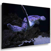 Schildkrote Dunkles Meer Tauchen Leinwandbild AK Art Bilder Mehrfarbig Wandbild