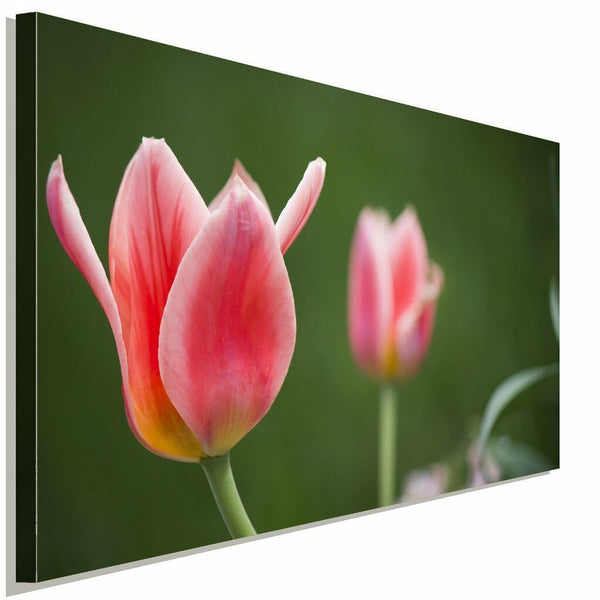 Rote Blumen Ostern Fruhling Leinwandbild AK Art Bilder Wanddeko Wandbild TOP XXL