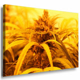 Gelbe Pflanze Leinwandbild AK Art Bilder Mehrfarbig Kunstdruck Wandbild TOP XXL