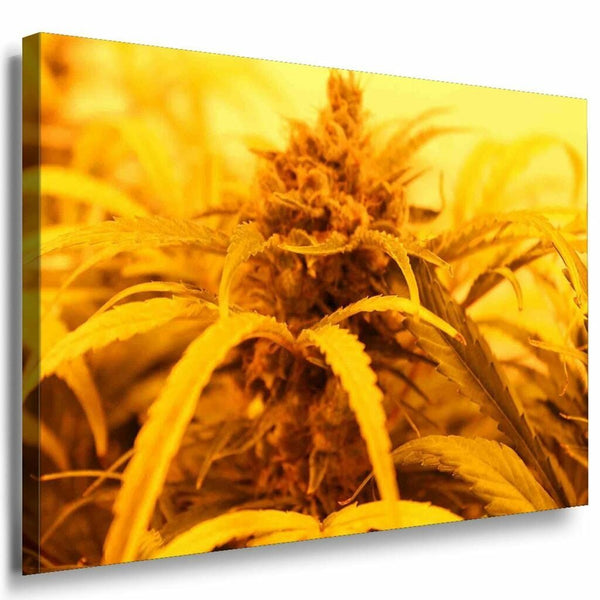 Gelbe Pflanze Leinwandbild AK Art Bilder Mehrfarbig Kunstdruck Wandbild TOP XXL
