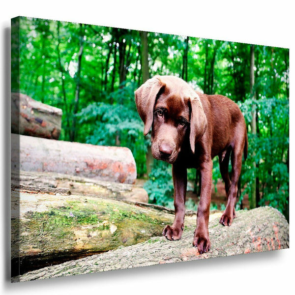 Labrador Leinwandbild AK Art Bilder Mehrfarbig Wandbild Kunstdruck Wanddeko XXL
