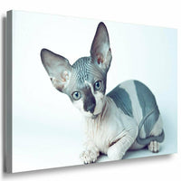 Katze ohne Fell Leinwandbild AK Art Bilder Mehrfarbig Kunstdruck XXL Wandbild