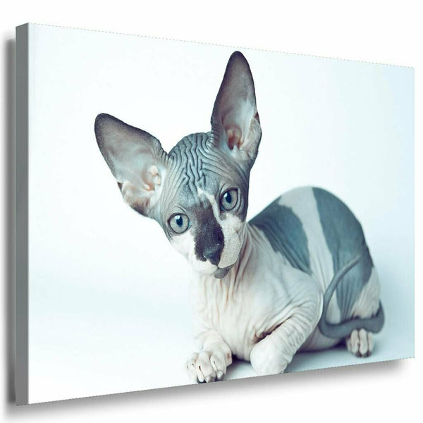 Katze ohne Fell Leinwandbild AK Art Bilder Mehrfarbig Kunstdruck XXL Wandbild