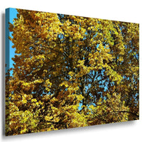 Wald Leinwandbild AK Art Bilder Mehrfarbig Wandbild Kunstdruck Wanddeko TOP XXL 1