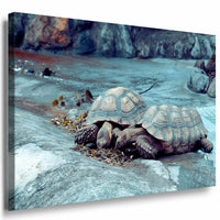 Schildkroten Paar Leinwandbild AK Art Bilder Mehrfarbig Kunstdruck XXL Wandbild