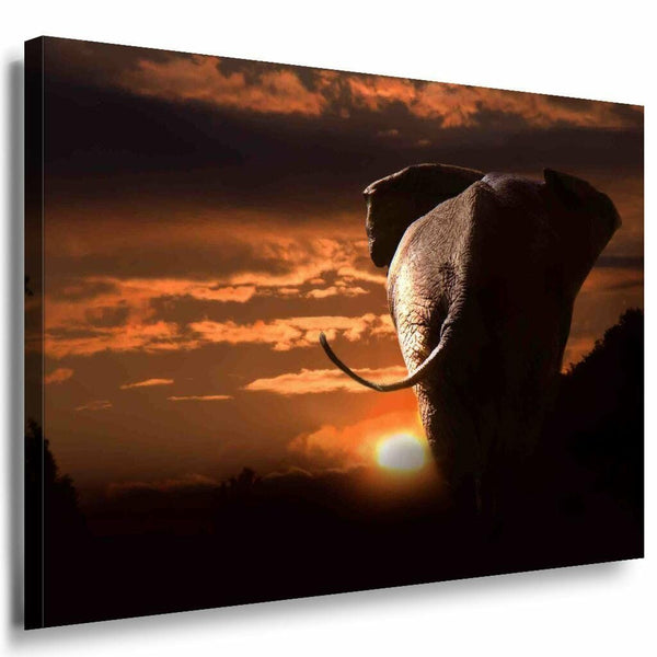Elefant Hinten Sonne Leinwandbild AK Art Bilder Mehrfarbig Kunstdruck Wandbild