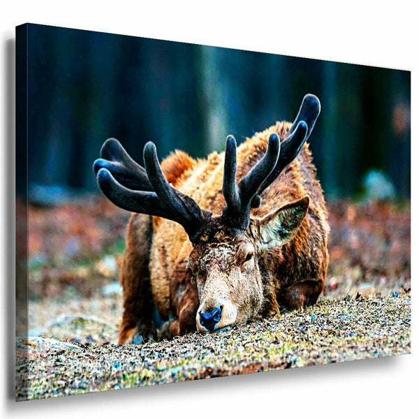 Elch Leinwandbild AK Art Bilder Mehrfarbig Wandbild Kunstdruck Wanddeko TOP XXL