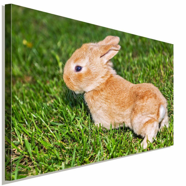 Hase Wiese Ostern Leinwandbild AK Art Bilder Wanddeko Wandbild Kunstdruck XXL